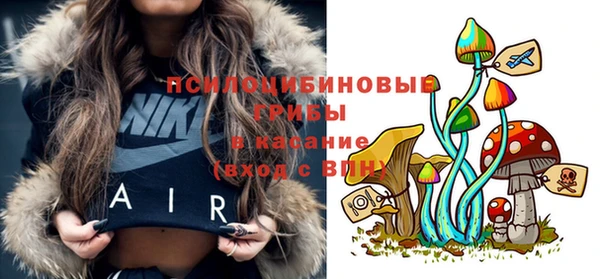хмурый Аркадак