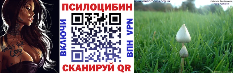 Купить где Саянск Псилоцибиновые грибы Cubensis